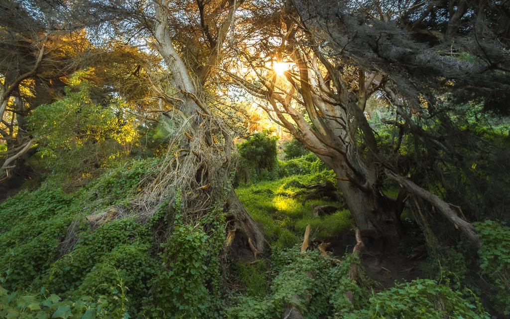 Woodland